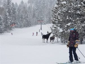 moose at Jackson Hole Mountain Resort